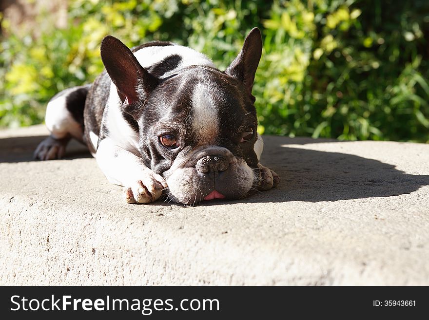 Portrait of sad French bulldog lying under sun