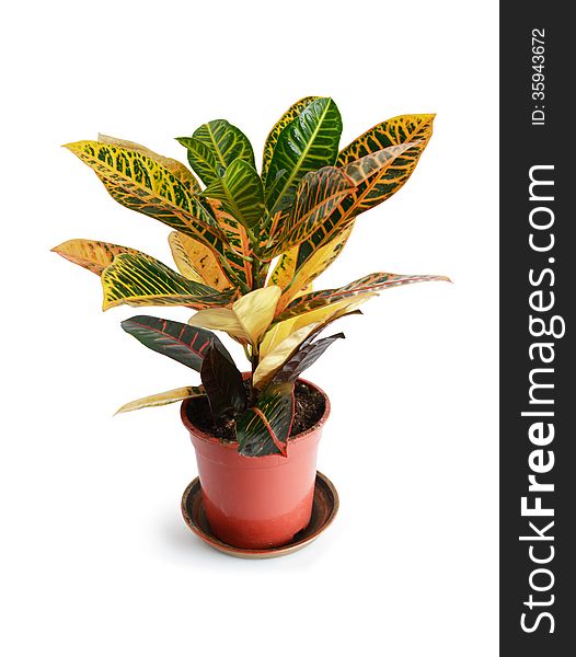 Closeup of potted plant on white background. Clipping path is included