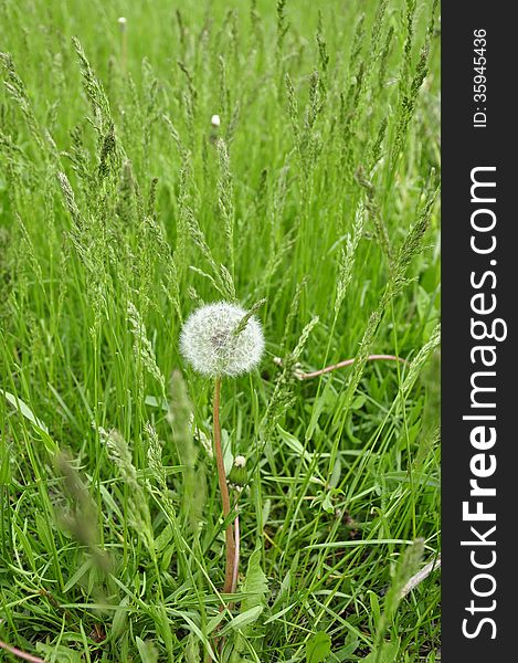 Fluffy dandelion stands alone among the green grass. Fluffy dandelion stands alone among the green grass.