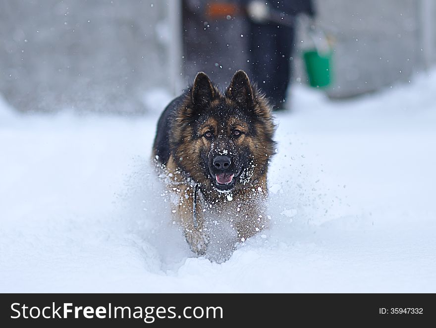 Running Dog