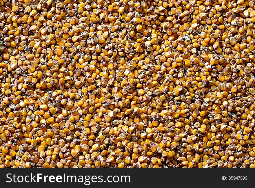 Background of corn seeds texture