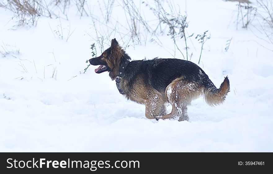 Running dog on the snow