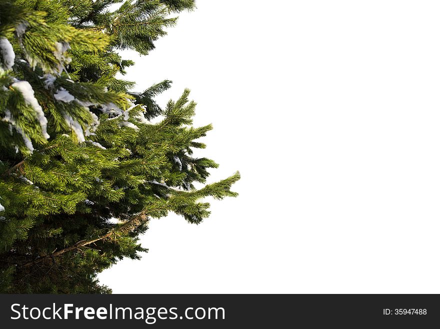 Fir-tree on a white background.