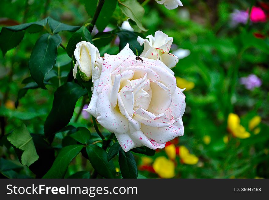 Beautiful rose in a garden. Beautiful rose in a garden