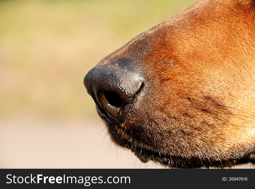 Dog Nose isolated on neutral background