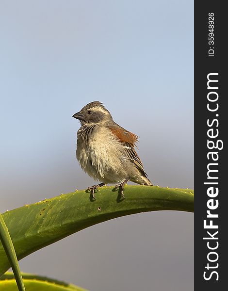 Female Cape Sparrow (Passer melanurus) perched on an aloe plant against a clear blurred sky