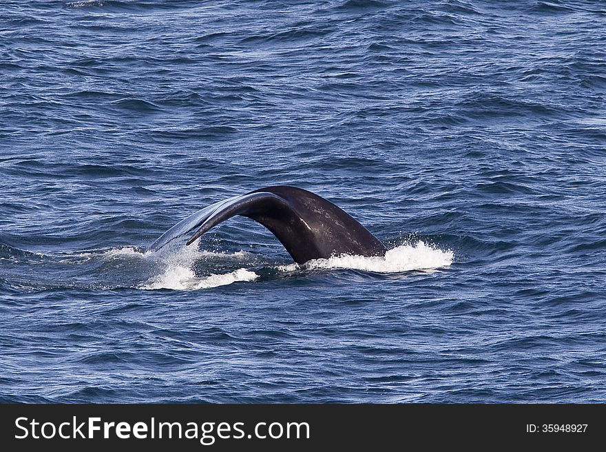 Southern right whale breaching