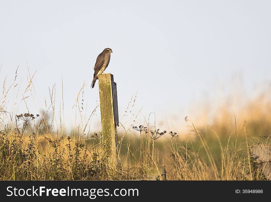 Eurasian Sparrowhawk (Accipiter nisus) perched on a wooden post amongst a dry autumnal grassland and against a clear blue sky