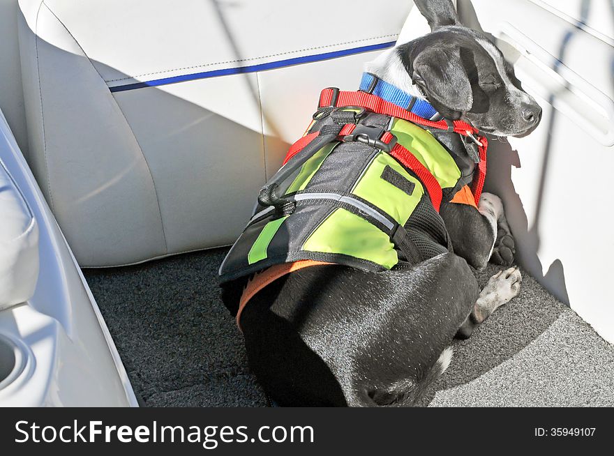 This sleeping American Rat Terrier is wearing a life jacket while taking a nap at the stern of our boat. When the boat is under way, a leash is attached to the harness. This sleeping American Rat Terrier is wearing a life jacket while taking a nap at the stern of our boat. When the boat is under way, a leash is attached to the harness.