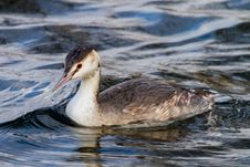 Crested Grebe Stock Image Crested Grebe Stock Image
