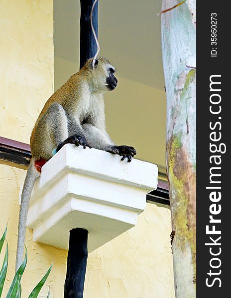 African baboon on hotels balcony in Kenya