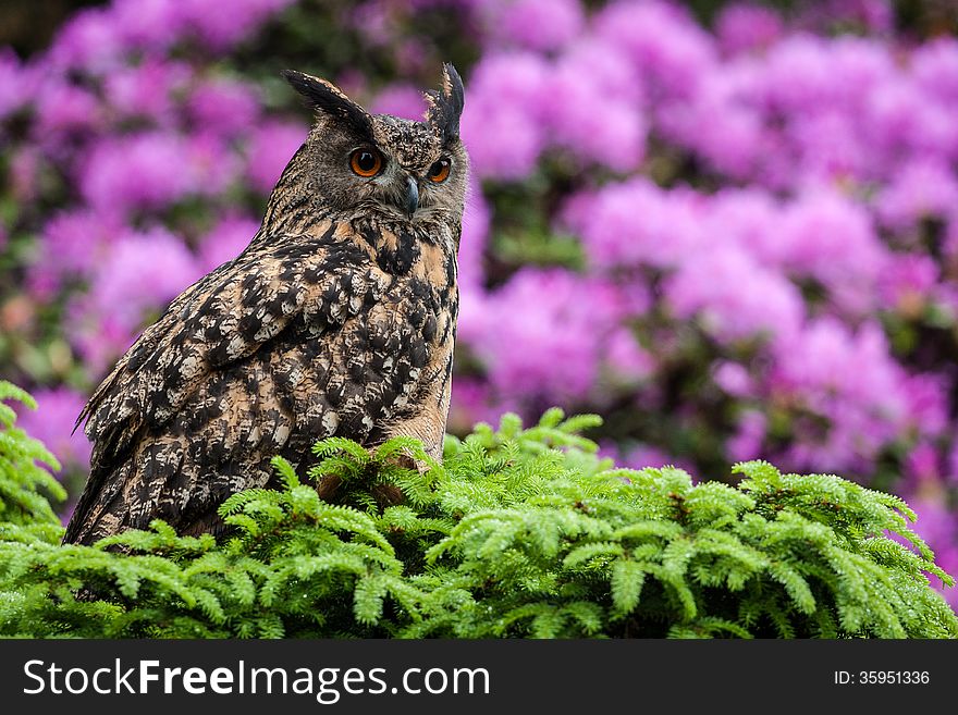 Eagle owl on the tree