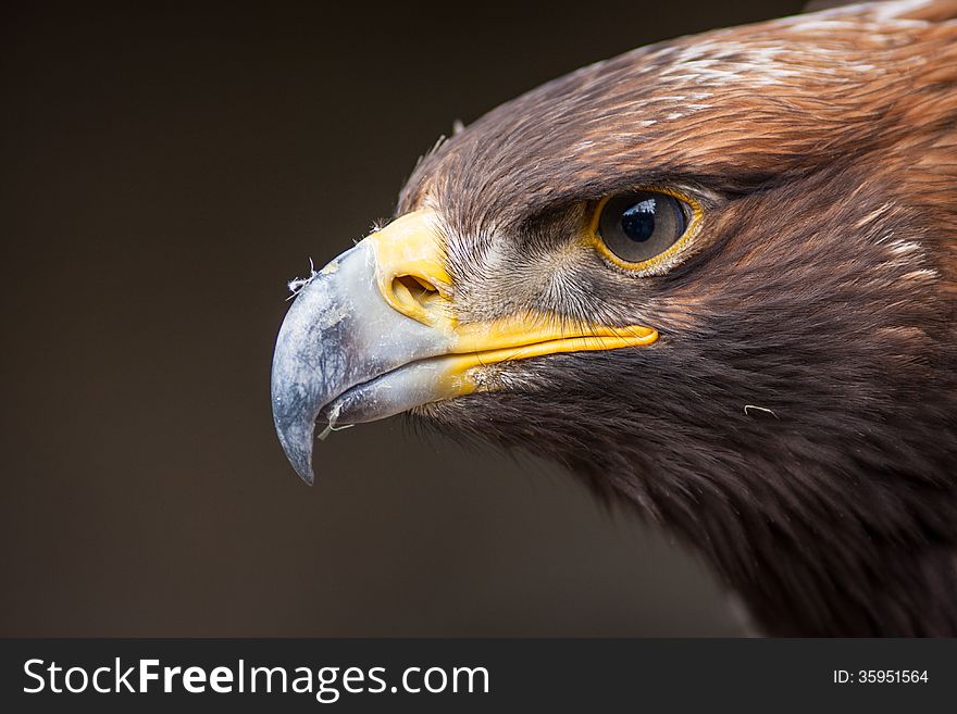 Portrait of an eagle.