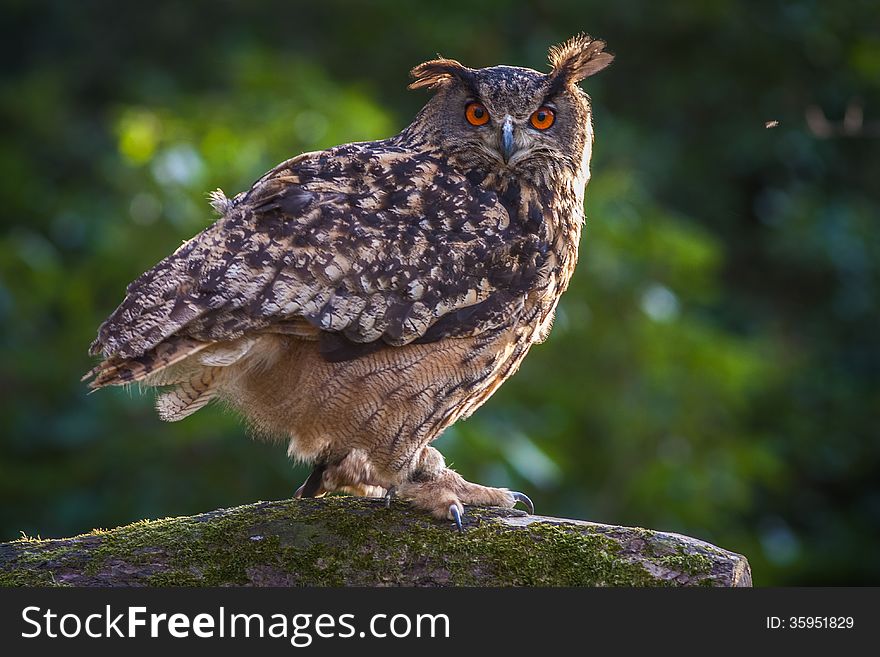 Eagle owl on the tree