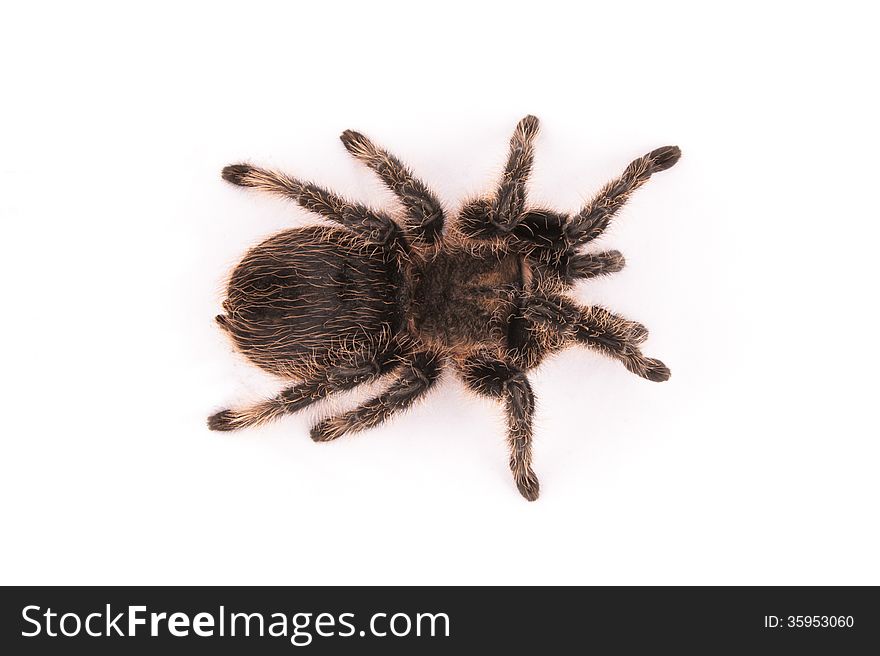 Curlyhair tarantula spider on white background