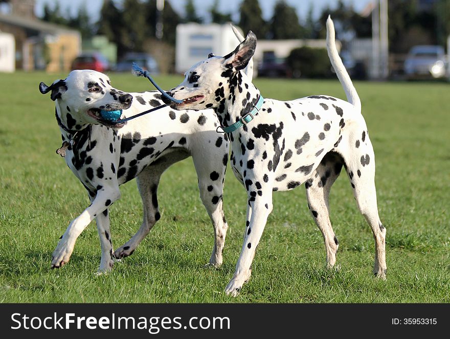 Two Dalmatians playing with rope toy