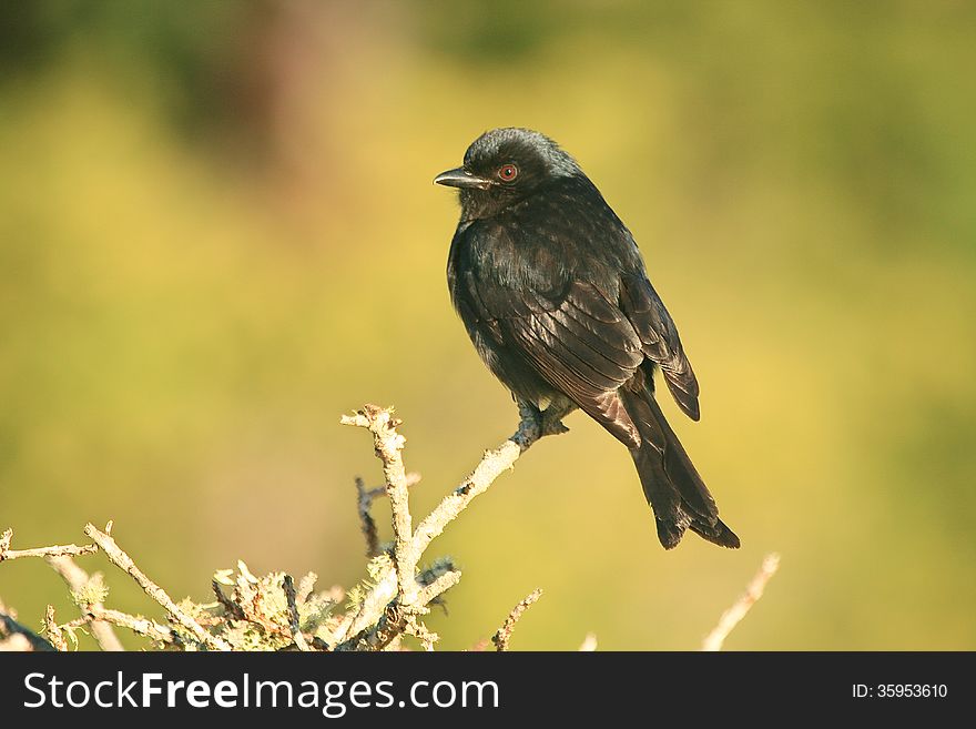 A black Fork-tailed Drongo ( Dicrurus adsimilis ) sitting on a branch against a hazy green background.