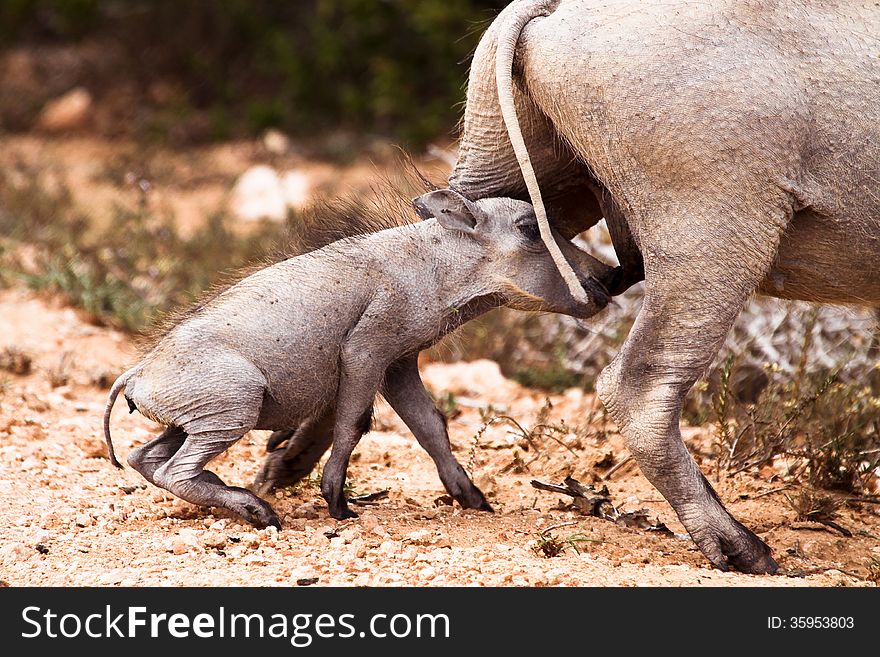 A grey baby warthog suckles from its mother's teat from between her hind legs at Addo Elephant National Park in South Africa. A grey baby warthog suckles from its mother's teat from between her hind legs at Addo Elephant National Park in South Africa.