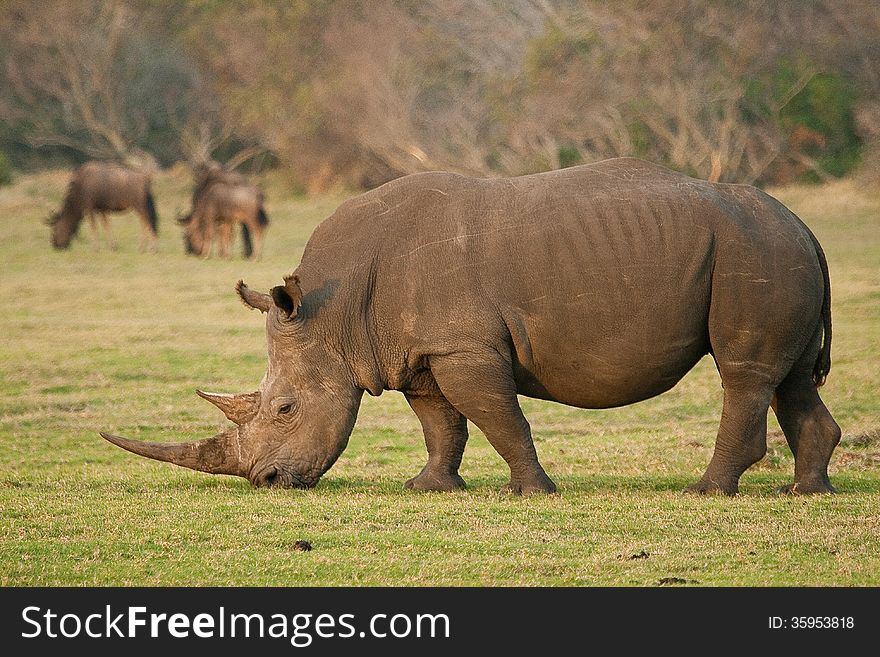 A grey-coloured Southern White Rhino ( Ceratotherium simum simum ), with its horn intact, grazes at a game park in South Africa. A grey-coloured Southern White Rhino ( Ceratotherium simum simum ), with its horn intact, grazes at a game park in South Africa.