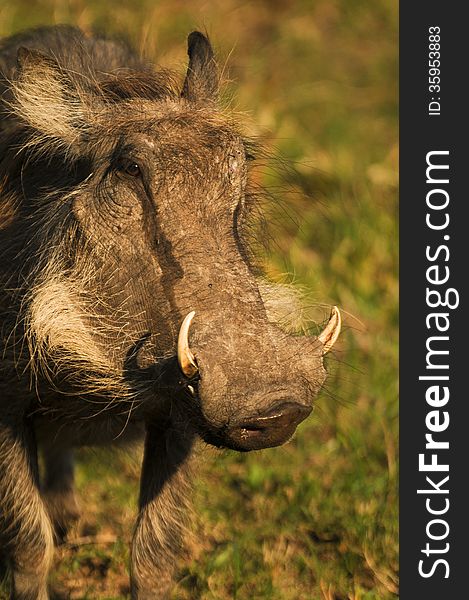 A close-up of a large male warthog ( Phacochoerus africanus ) with impressive tusks in South Africa.