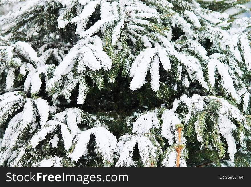 Christmas Tree With Snow