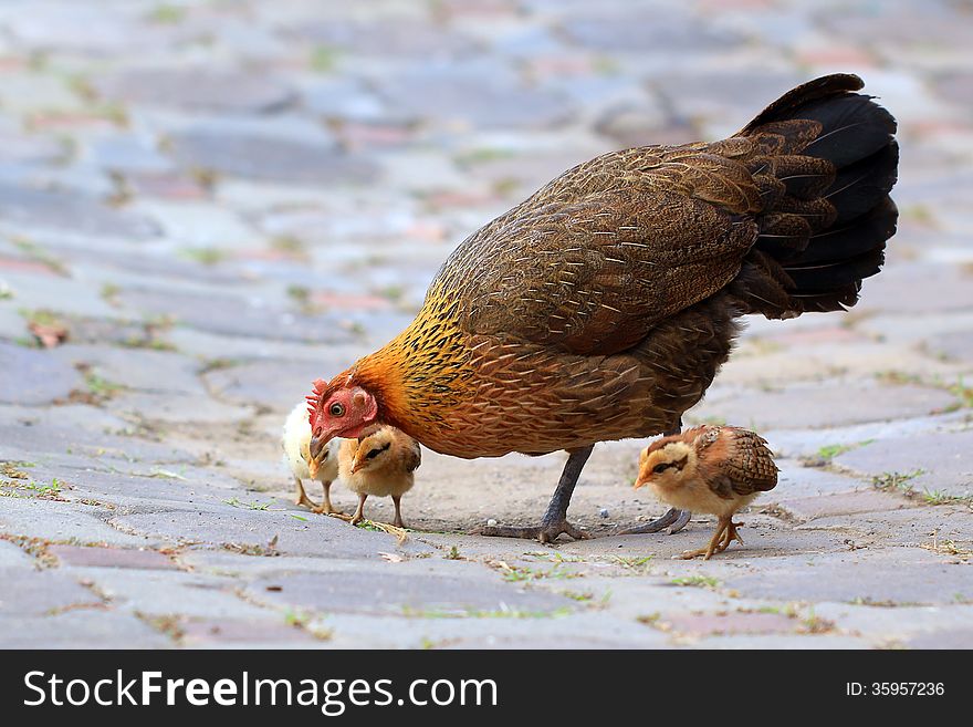 Hen And Her Chicks