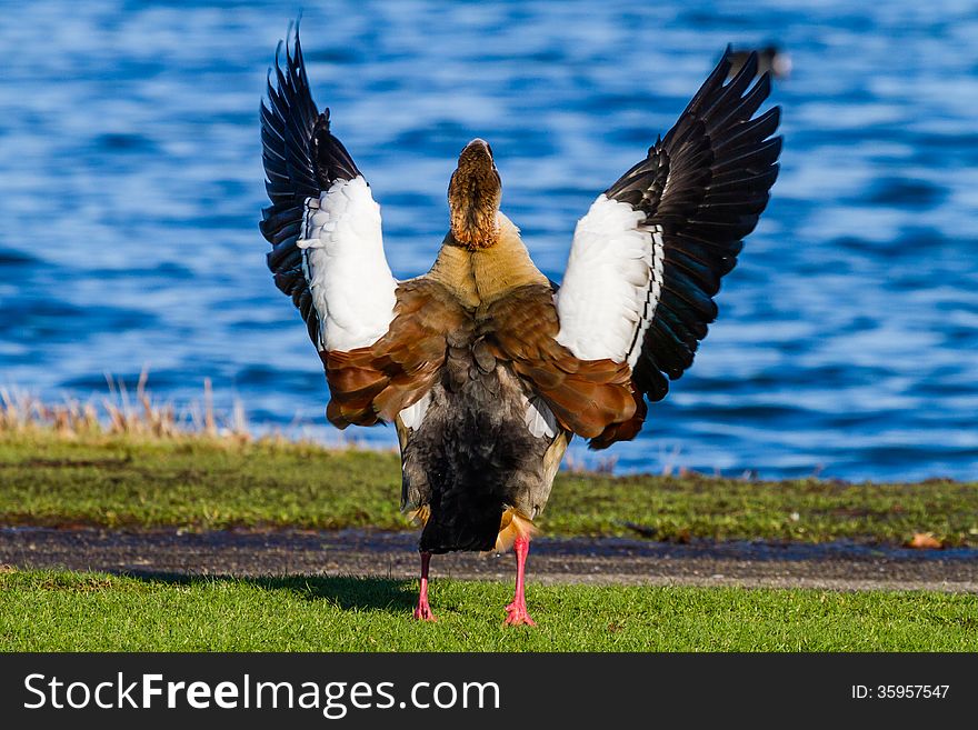 An Egyptian Goose spreading it's wings at the Kralingse Plas in Rotterdam, The Netherlands