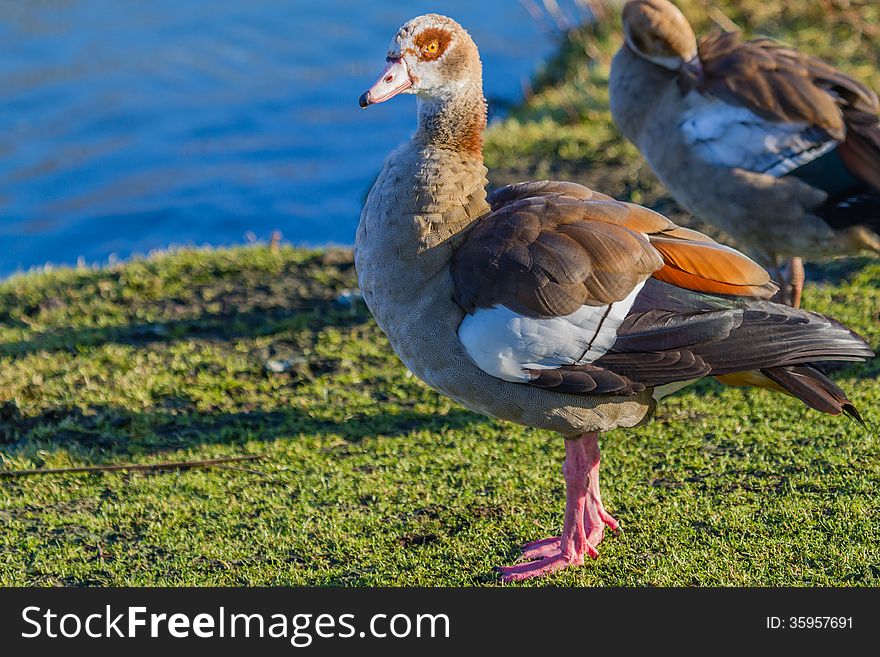 The striking colors of the Egyptian Goose with the orange ring around the eye.