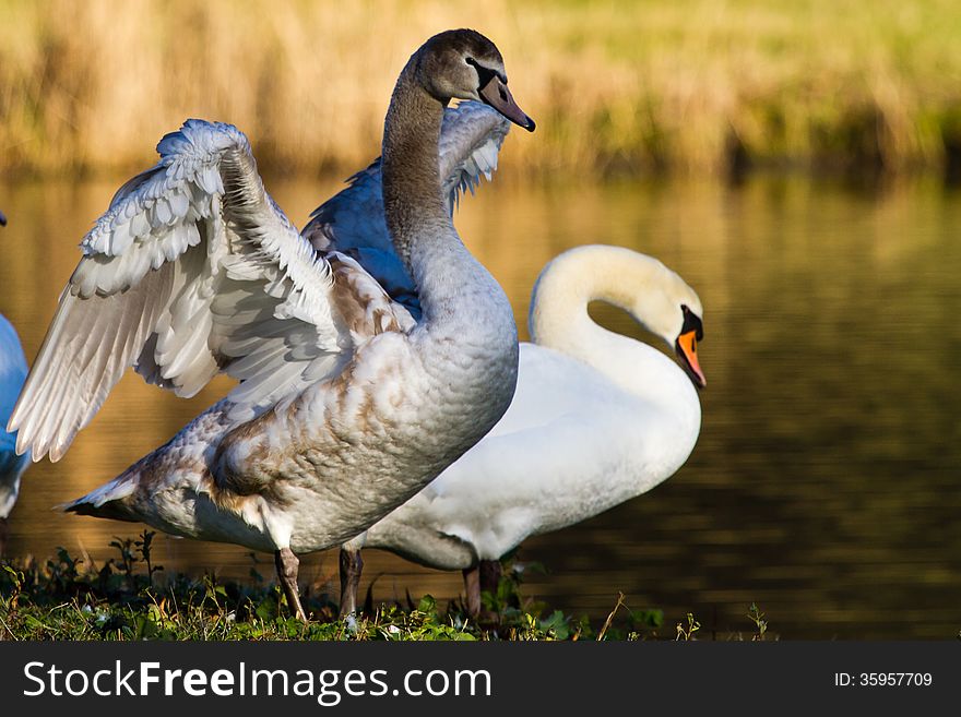 Two Swans, brown & white, at the Kralingse Plas in Rotterdam, The Netherlands