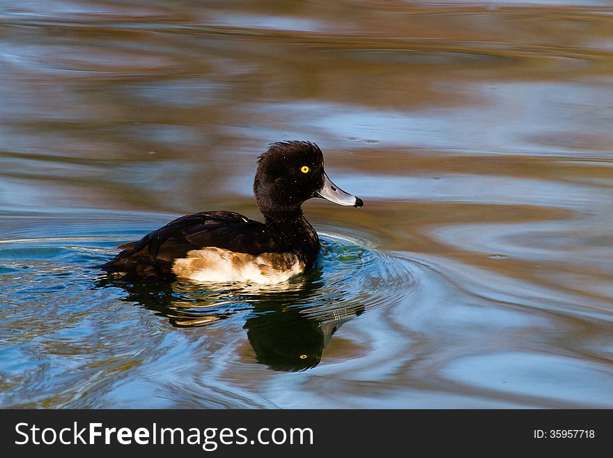 A Tufted Duck