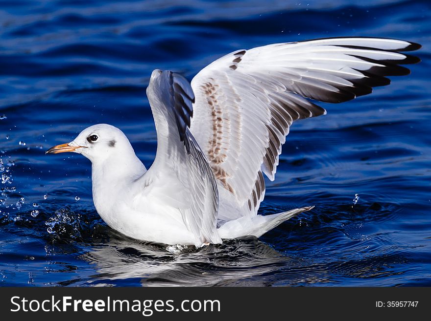 Seagull landing in the water