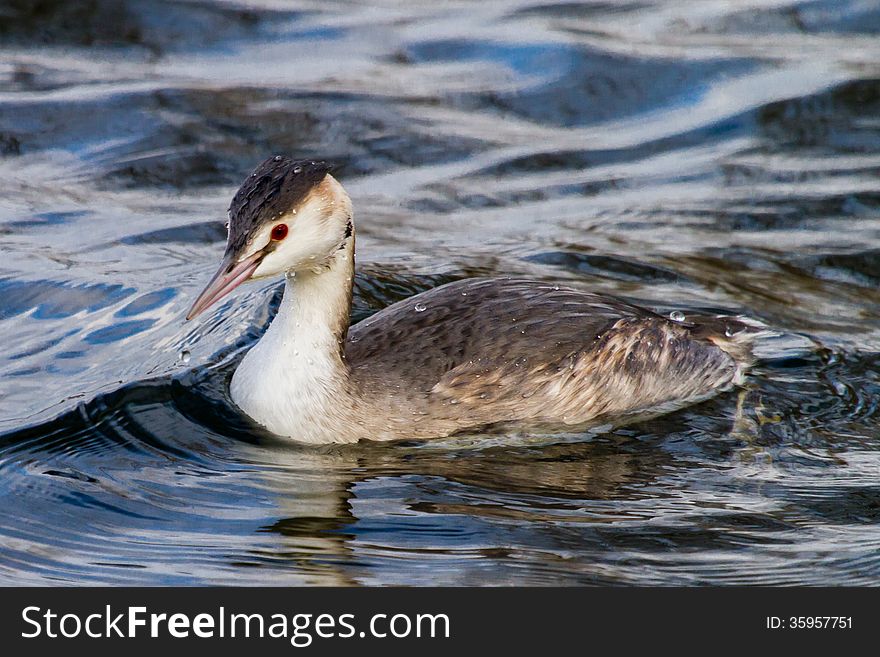 Crested Grebe at the Kraingse Plas in Rotterdam, the Netherlands