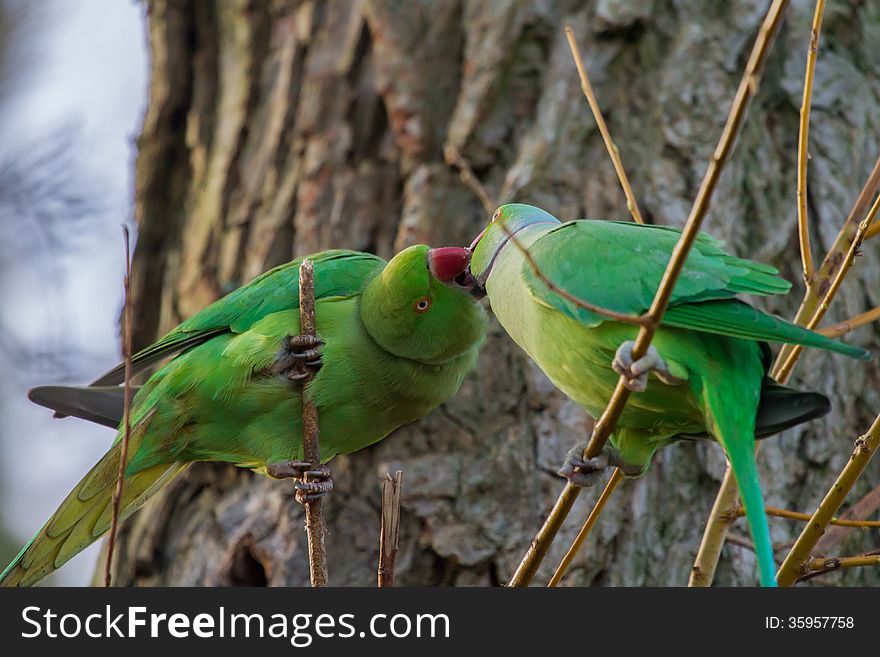 These 2 Rose-ringed Parakeets are actually feeding and not kissing. These 2 Rose-ringed Parakeets are actually feeding and not kissing