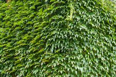Wall Of A House With Covered With Ivy Stock Photography Wall Of A House With Covered With Ivy Stock Photography