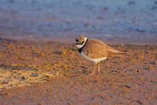 Little Ringed Plover &x28;Charadrius Dubius&x29;. Royalty Free Stock Photo Little Ringed Plover &x28;Charadrius Dubius&x29;. Royalty Free Stock Photo