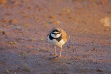 Little Ringed Plover &x28;Charadrius Dubius&x29;. Stock Photography Little Ringed Plover &x28;Charadrius Dubius&x29;. Stock Photography