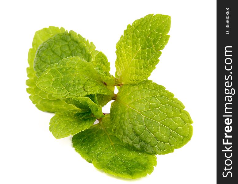Perfect Fresh Mint Leafs with Droplets isolated on white background