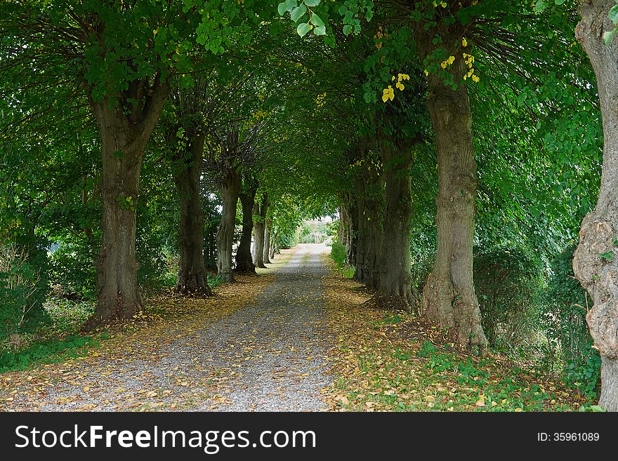 Country Road Running Via Trees Alley