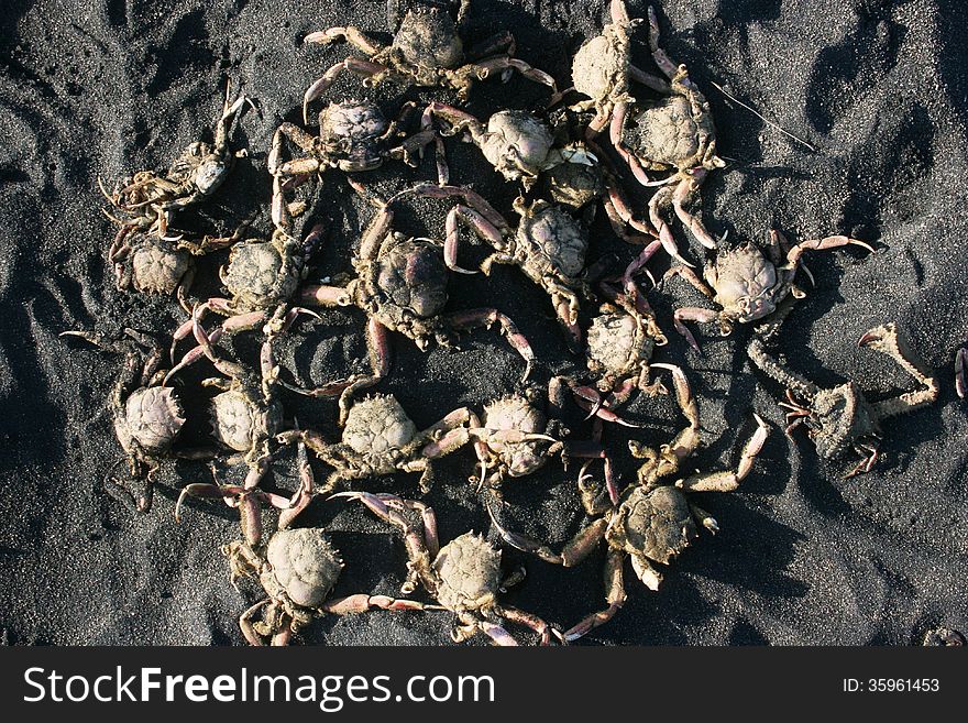 I gather crabs formation with circular shape