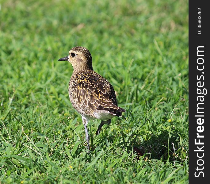 Pacific Golden Plover is on the grass. Pacific Golden Plover is on the grass