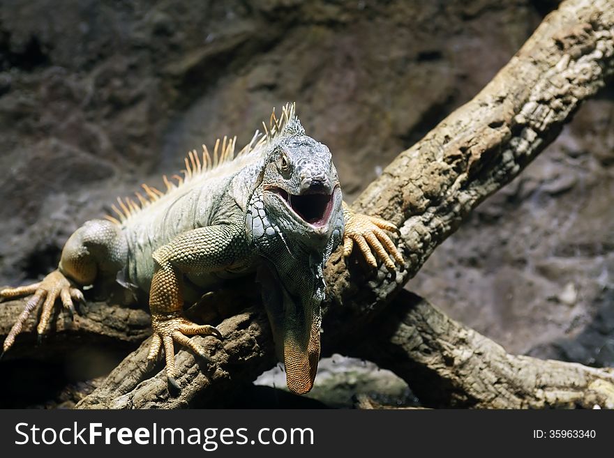 Iguana with open mouth on wooden log against stone background. Iguana with open mouth on wooden log against stone background