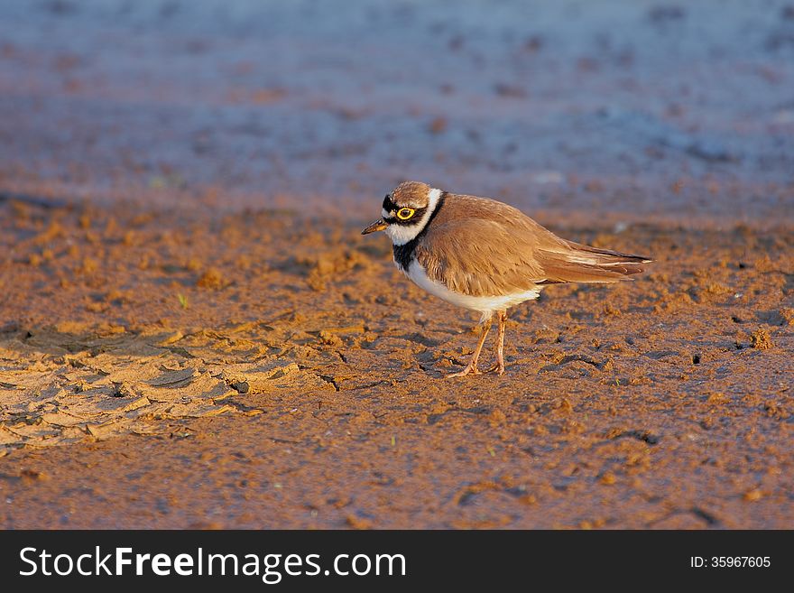 Little Ringed Plover &x28;Charadrius Dubius&x29;.