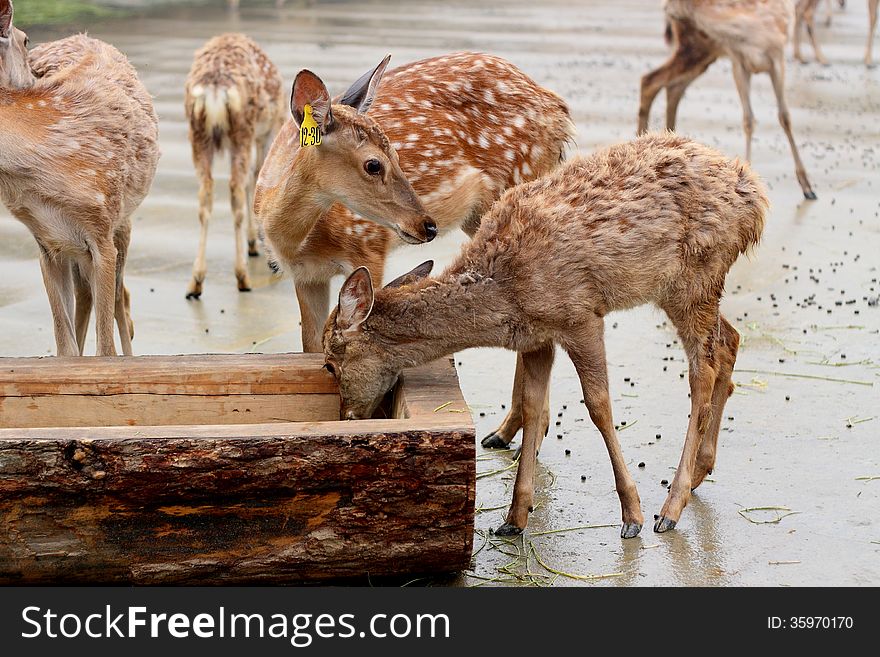 Some female deers are eating feed.