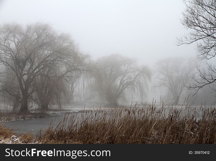 A foggy, misty cold winter morning walk with willow trees lining the shores of a pond. A foggy, misty cold winter morning walk with willow trees lining the shores of a pond.