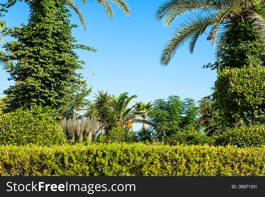 Landscape of palm trees against the sky island of Cyprus. Landscape of palm trees against the sky island of Cyprus