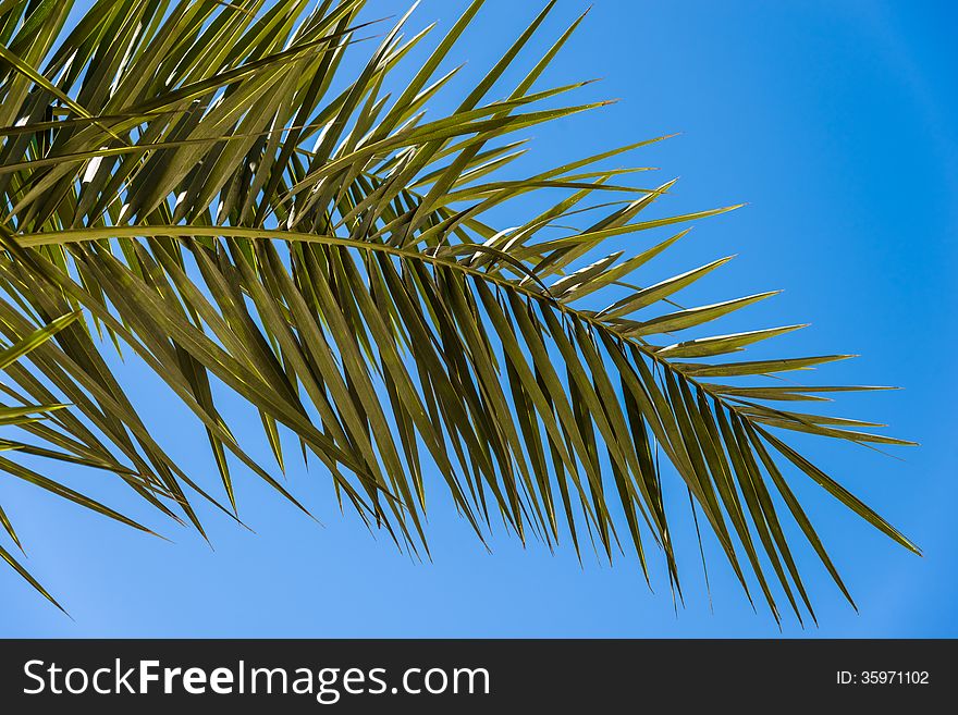 Landscape of palm trees against the sky island of Cyprus. Landscape of palm trees against the sky island of Cyprus