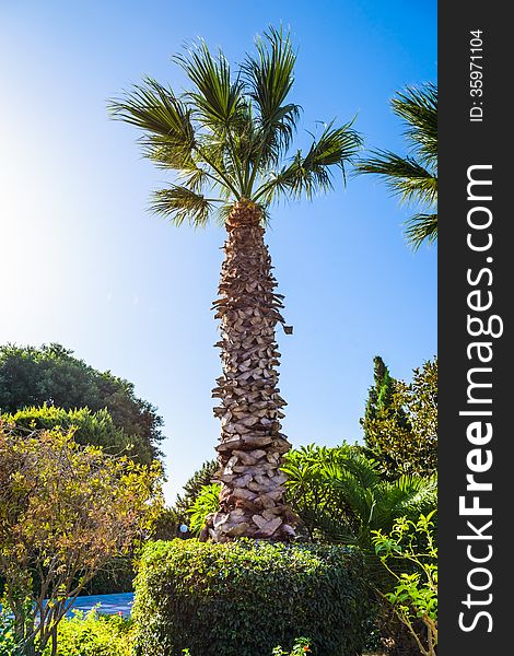 Landscape of palm trees against the sky island of Cyprus. Landscape of palm trees against the sky island of Cyprus