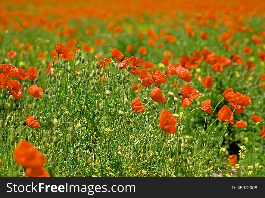 Red poppies on green field. Red poppies on green field