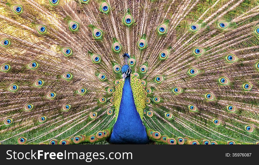 Peacock and his magnificent feather
