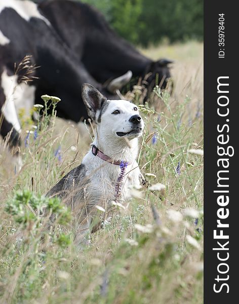 Mixed Breed White Dog & Cows